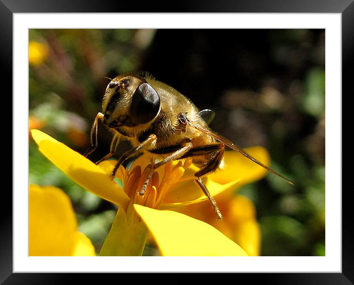 Honeybee on Tagetes Flower Framed Mounted Print by Jacqi Elmslie