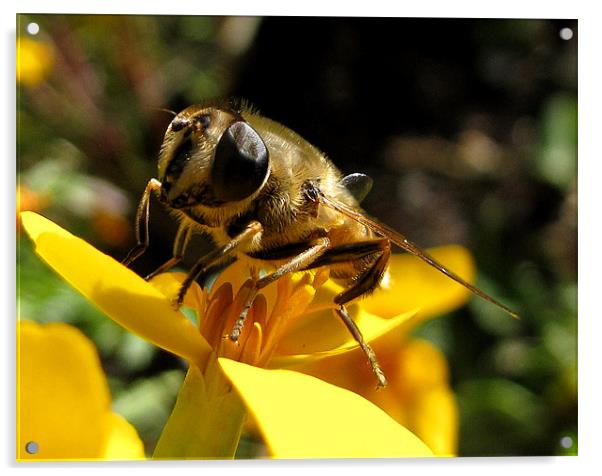 Honeybee on Tagetes Flower Acrylic by Jacqi Elmslie