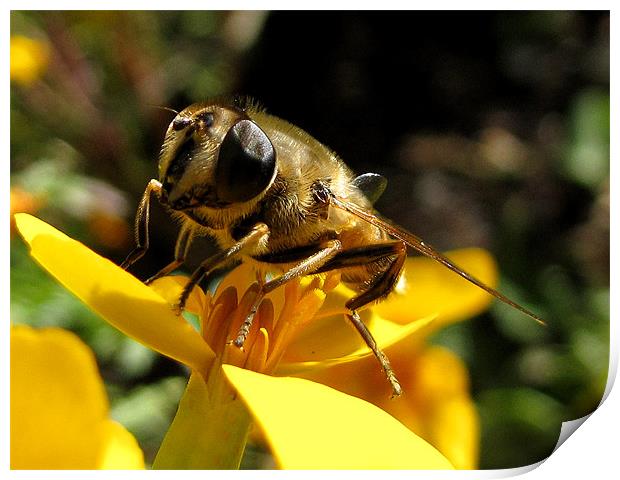 Honeybee on Tagetes Flower Print by Jacqi Elmslie