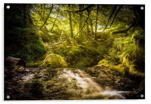 Sunlit Woodland Glade Acrylic by Gareth Burge Photography