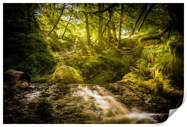 Sunlit Woodland Glade Print by Gareth Burge Photography