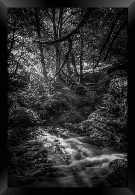 Mono Sunlit Woodland Glade Framed Print by Gareth Burge Photography