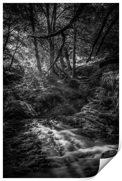 Mono Sunlit Woodland Glade Print by Gareth Burge Photography