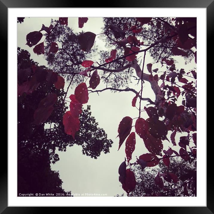 Colours of autumn  Framed Mounted Print by Dan White