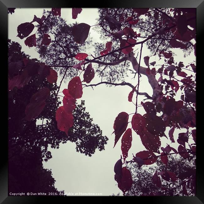 Colours of autumn  Framed Print by Dan White