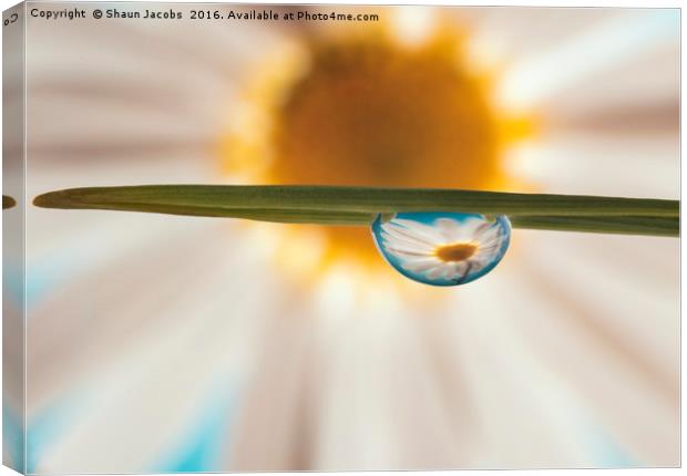 Daisy reflected in water Canvas Print by Shaun Jacobs