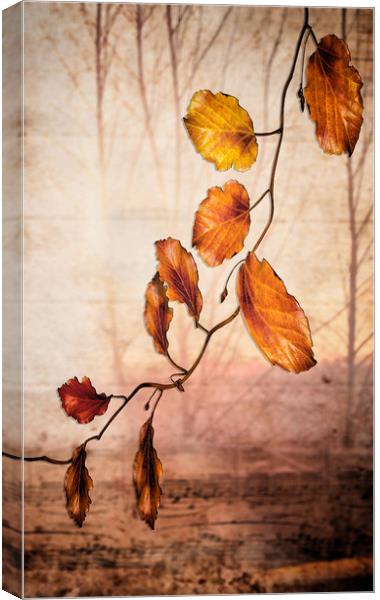 Autumn melody  Canvas Print by Dagmar Giers
