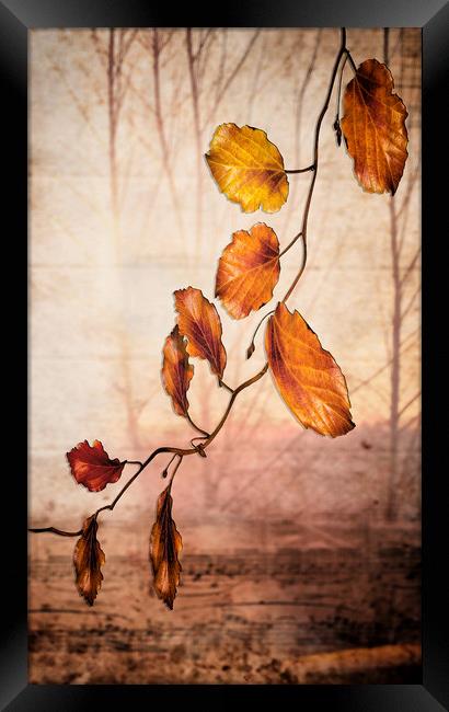 Autumn melody  Framed Print by Dagmar Giers