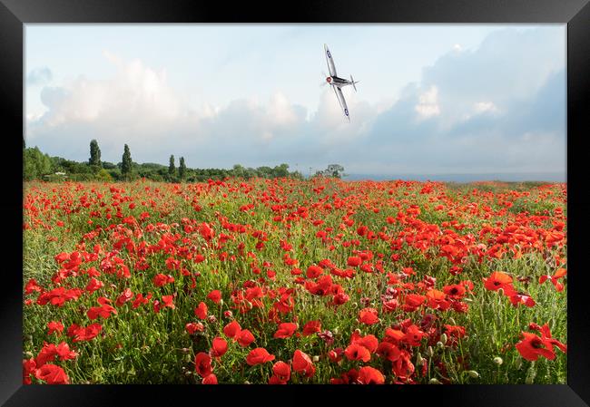 Poppies and SIlver Spitfire Framed Print by Gary Eason