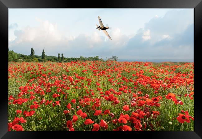 Spitfire over poppy field Framed Print by Gary Eason