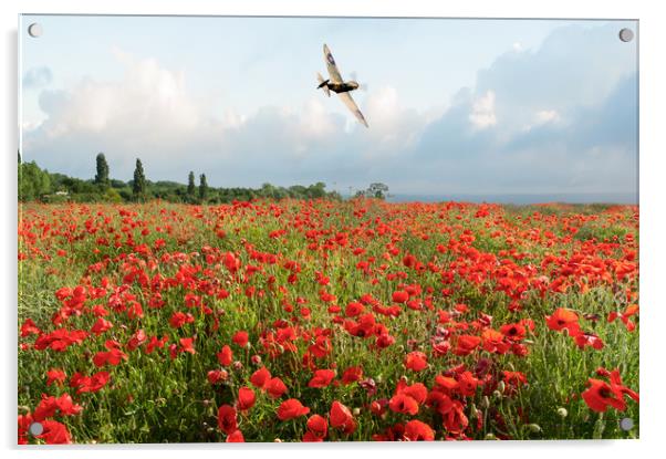 Spitfire over poppy field Acrylic by Gary Eason