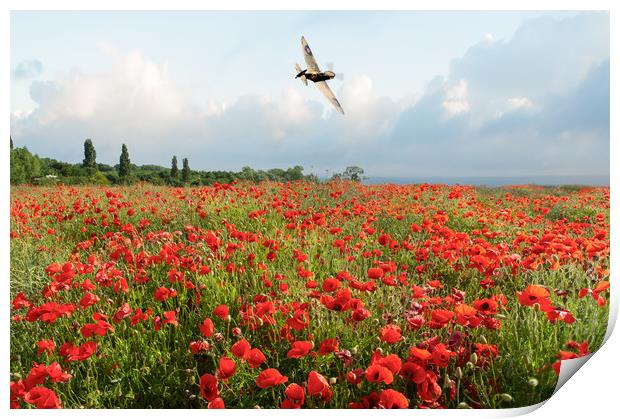 Spitfire over poppy field Print by Gary Eason