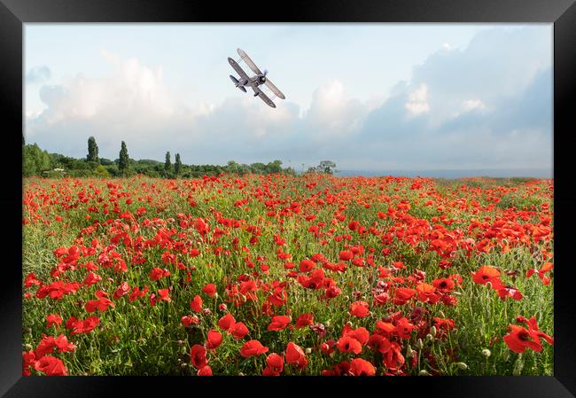 Gladiator over poppy field Framed Print by Gary Eason