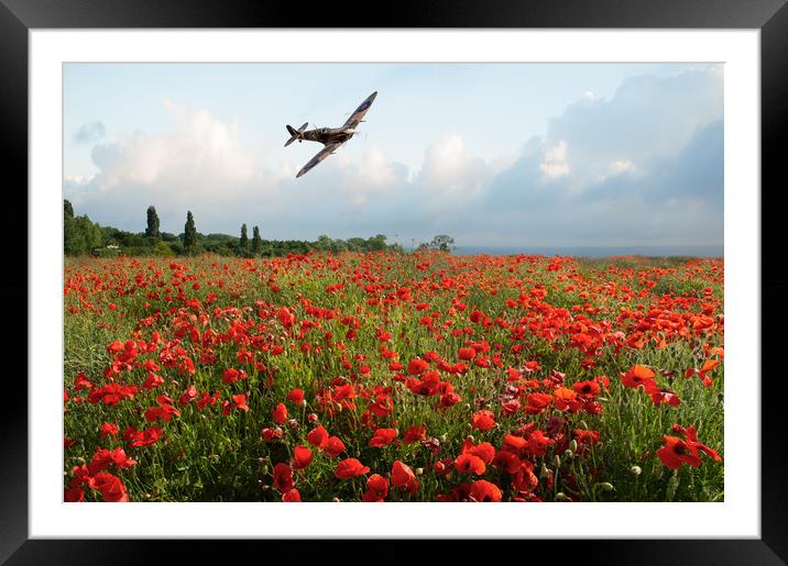 Poppies and Polish Spitfire Vb Framed Mounted Print by Gary Eason