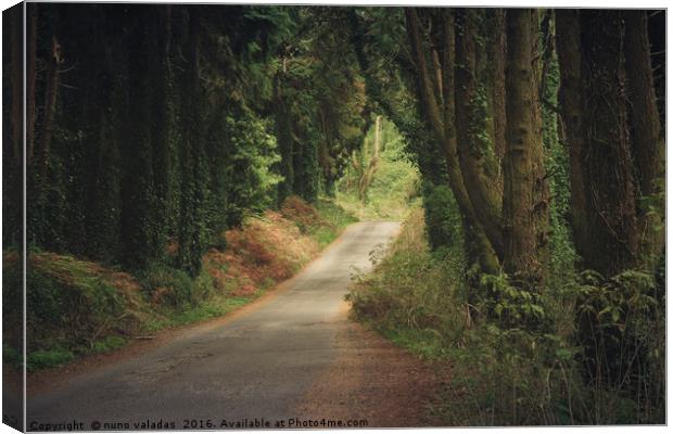 Road in the forest Canvas Print by nuno valadas