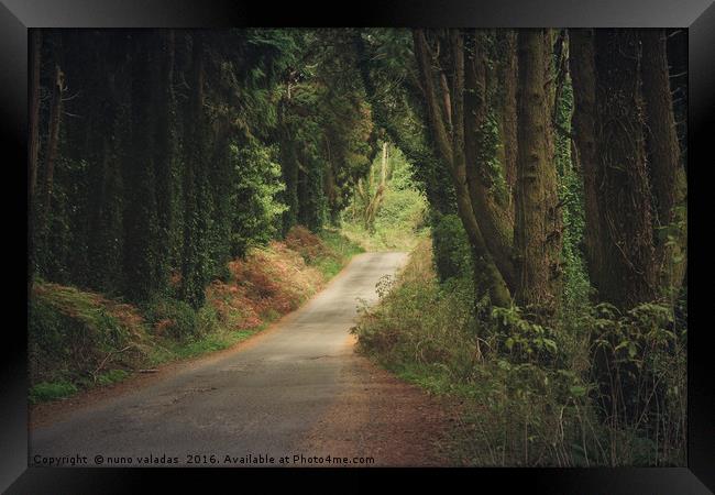Road in the forest Framed Print by nuno valadas