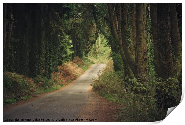 Road in the forest Print by nuno valadas