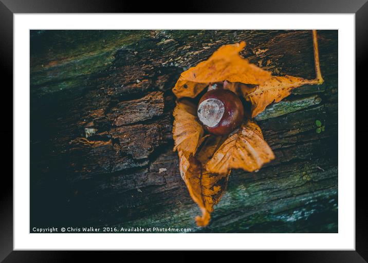 Autumn Conker Framed Mounted Print by Chris Walker