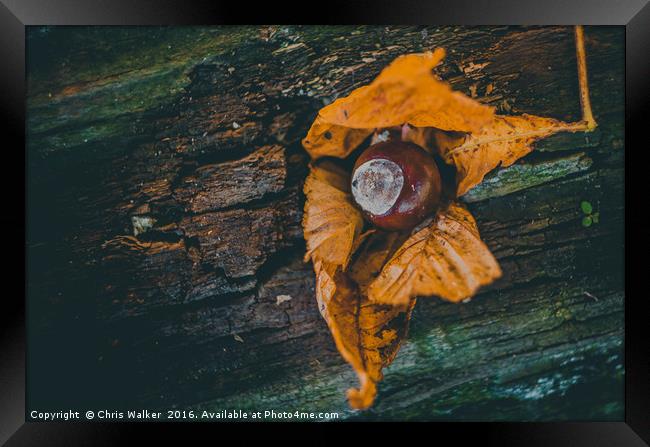 Autumn Conker Framed Print by Chris Walker