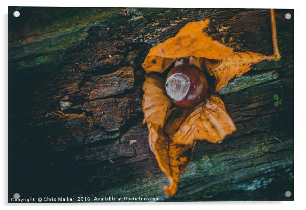 Autumn Conker Acrylic by Chris Walker