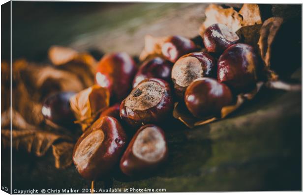 Conkers on a log Canvas Print by Chris Walker