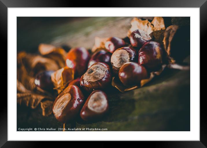 Conkers on a log Framed Mounted Print by Chris Walker