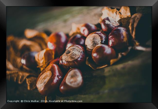 Conkers on a log Framed Print by Chris Walker