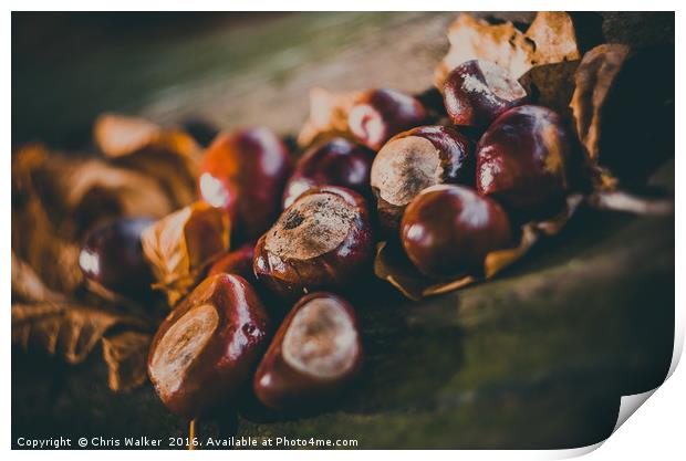 Conkers on a log Print by Chris Walker