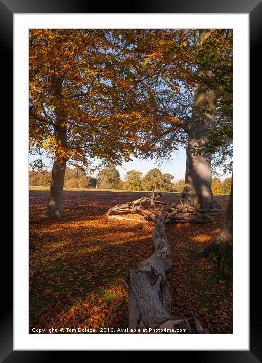 Woodland Autumn dapple light Framed Mounted Print by Tom Dolezal
