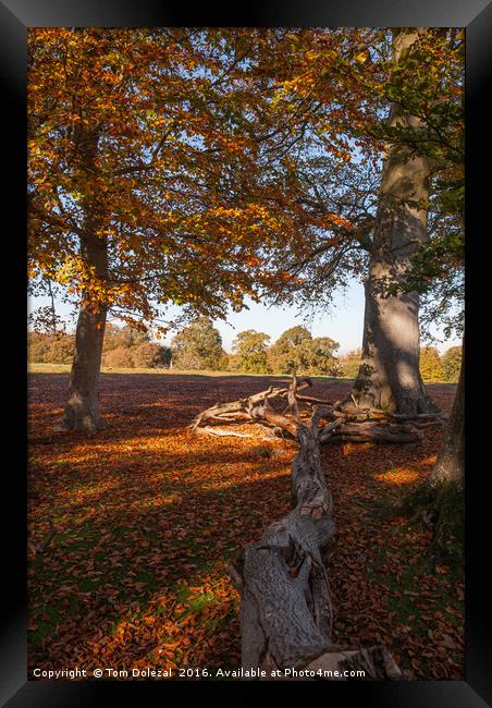 Woodland Autumn dapple light Framed Print by Tom Dolezal