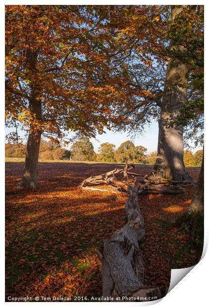 Woodland Autumn dapple light Print by Tom Dolezal