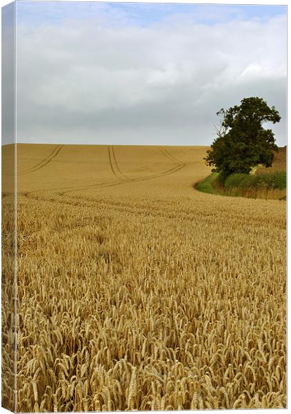 waiting for the harvest Canvas Print by graham young