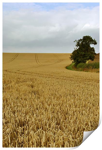 waiting for the harvest Print by graham young