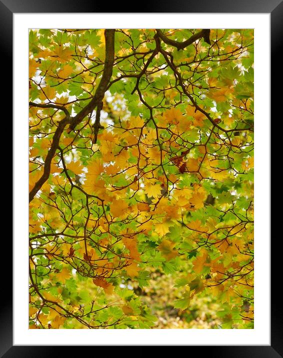 Maple Framed Mounted Print by Victor Burnside