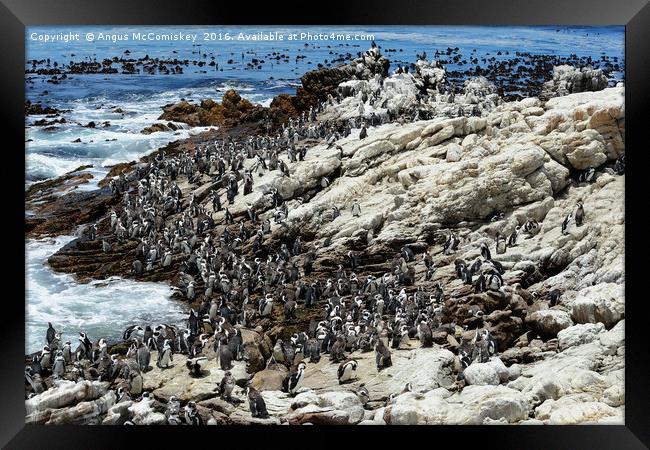 Jackass penguin colony Framed Print by Angus McComiskey