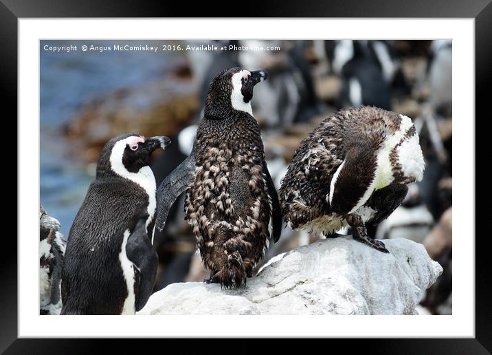Juvenile jackass penguins with moulting feathers Framed Mounted Print by Angus McComiskey
