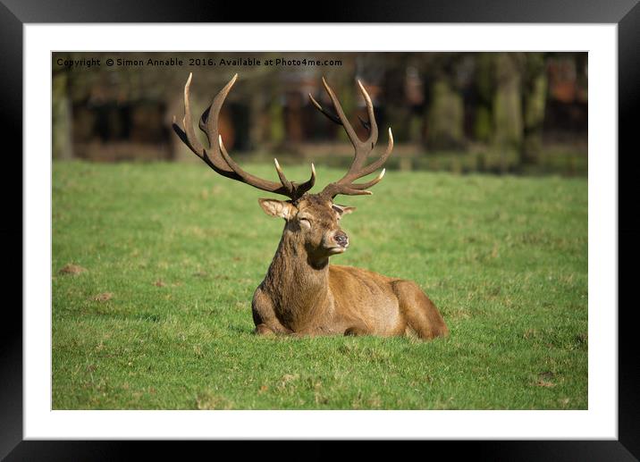 Majestic Stag Framed Mounted Print by Simon Annable