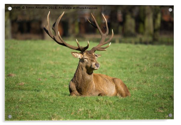 Majestic Stag Acrylic by Simon Annable