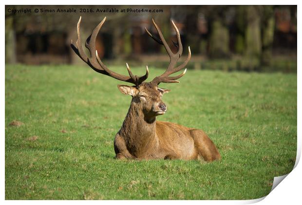 Majestic Stag Print by Simon Annable