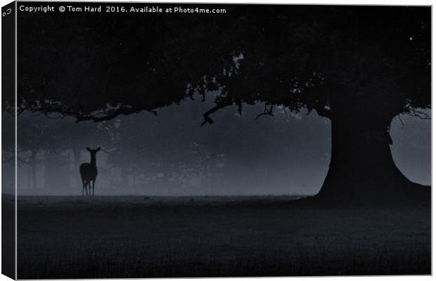 The Doe in the mist Canvas Print by Tom Hard