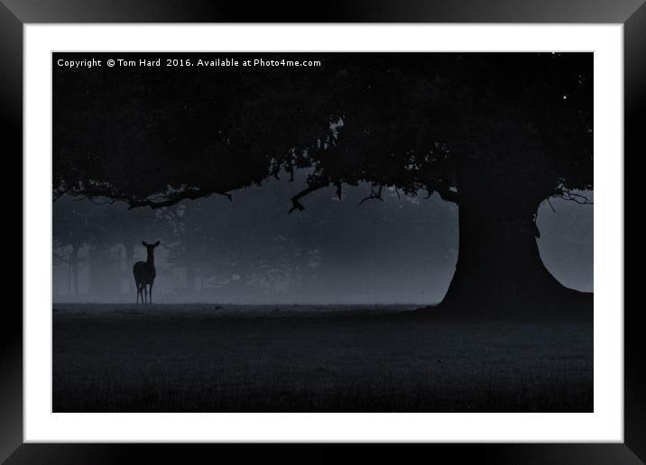 The Doe in the mist Framed Mounted Print by Tom Hard