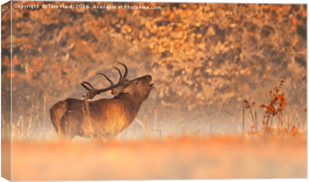 On a stag do Canvas Print by Tom Hard