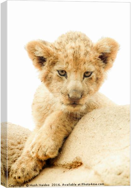 The baby Lion Canvas Print by Hush Naidoo