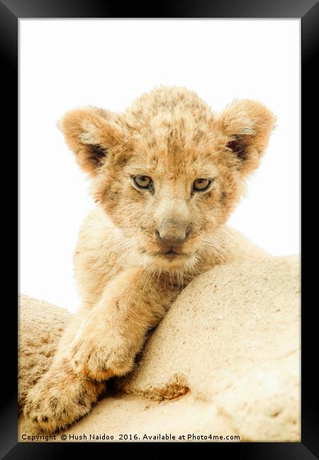 The baby Lion Framed Print by Hush Naidoo
