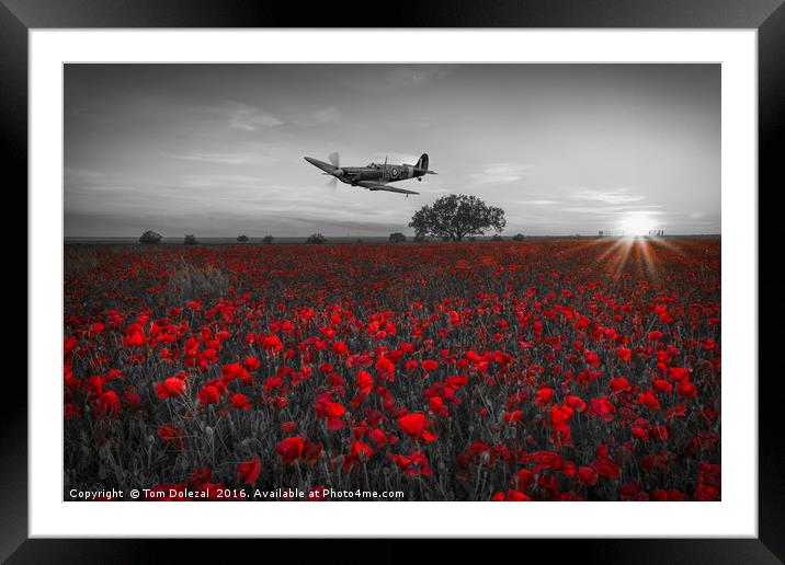 Spitfire over a field of poppies. Framed Mounted Print by Tom Dolezal