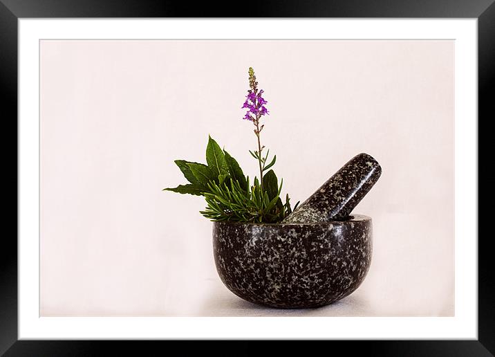 Mixed Herbs Framed Mounted Print by Ian Jeffrey