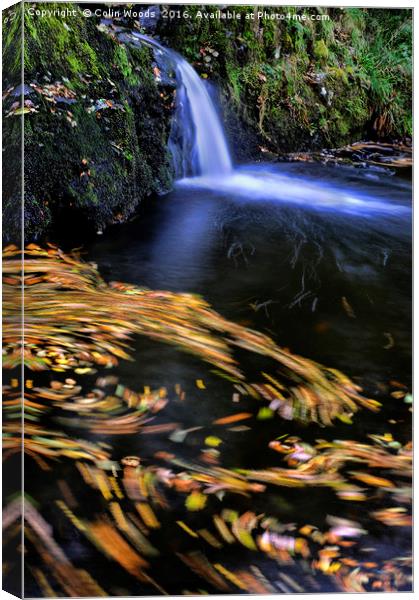 Autumn Leaves moving in a River Canvas Print by Colin Woods