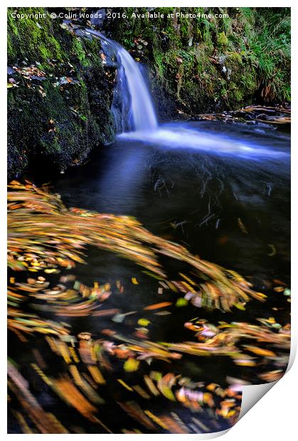 Autumn Leaves moving in a River Print by Colin Woods