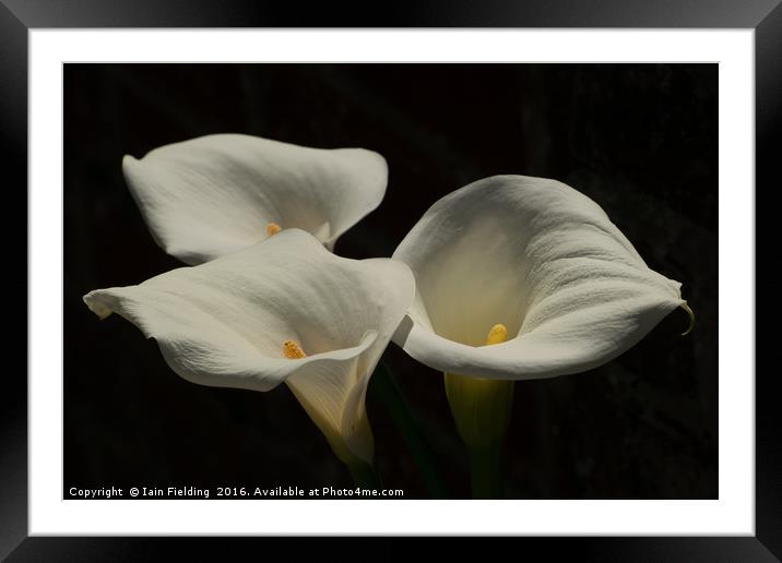 Trio of Lilies Framed Mounted Print by Iain Fielding