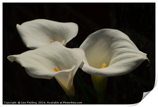 Trio of Lilies Print by Iain Fielding